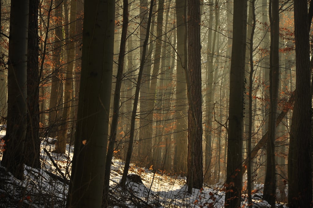 Waldlicht bei Roringen