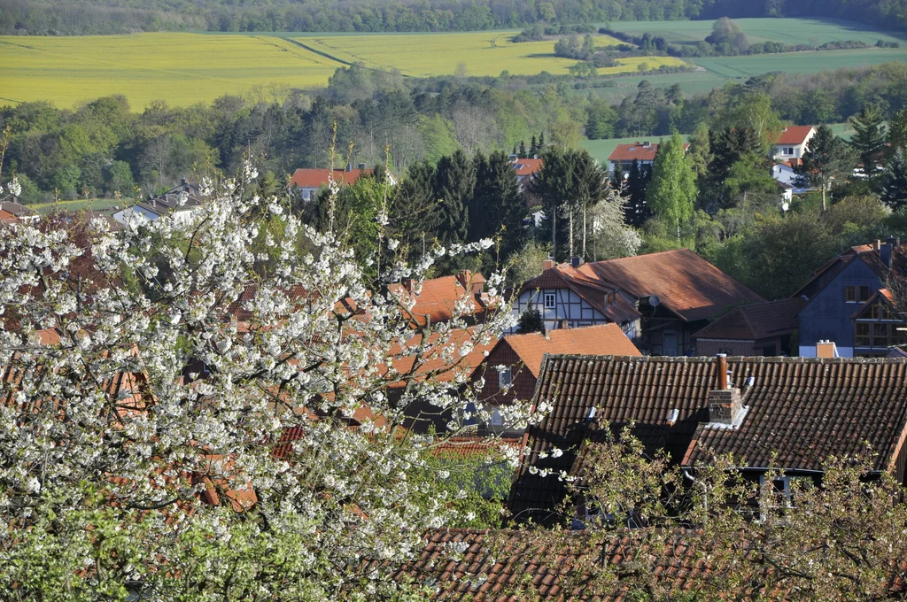 Morgenblick über die Dächer von Roringen mit blühendem Kirschbaum